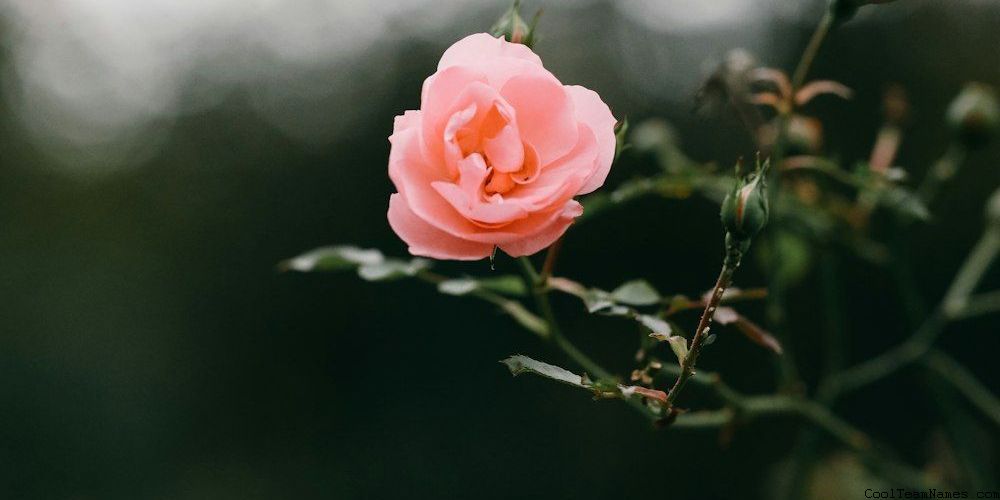 Creative Bible Study Group Names