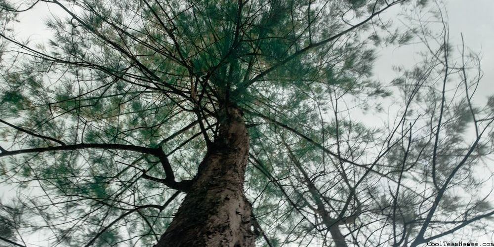 Funny Bible Study Group Names