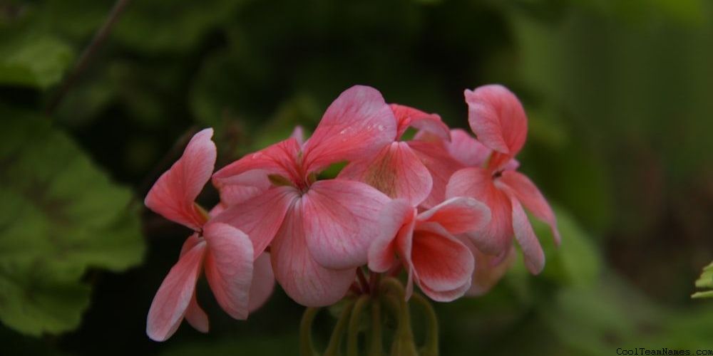 Funny Team Names For Projects